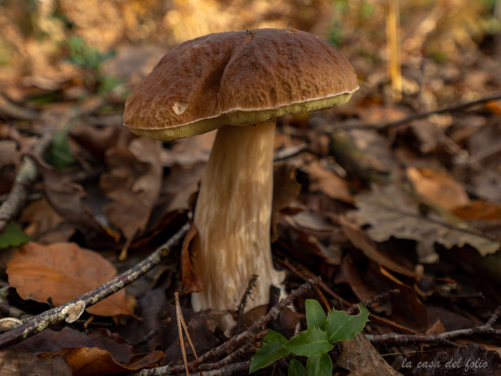 Champignon; Mushroom