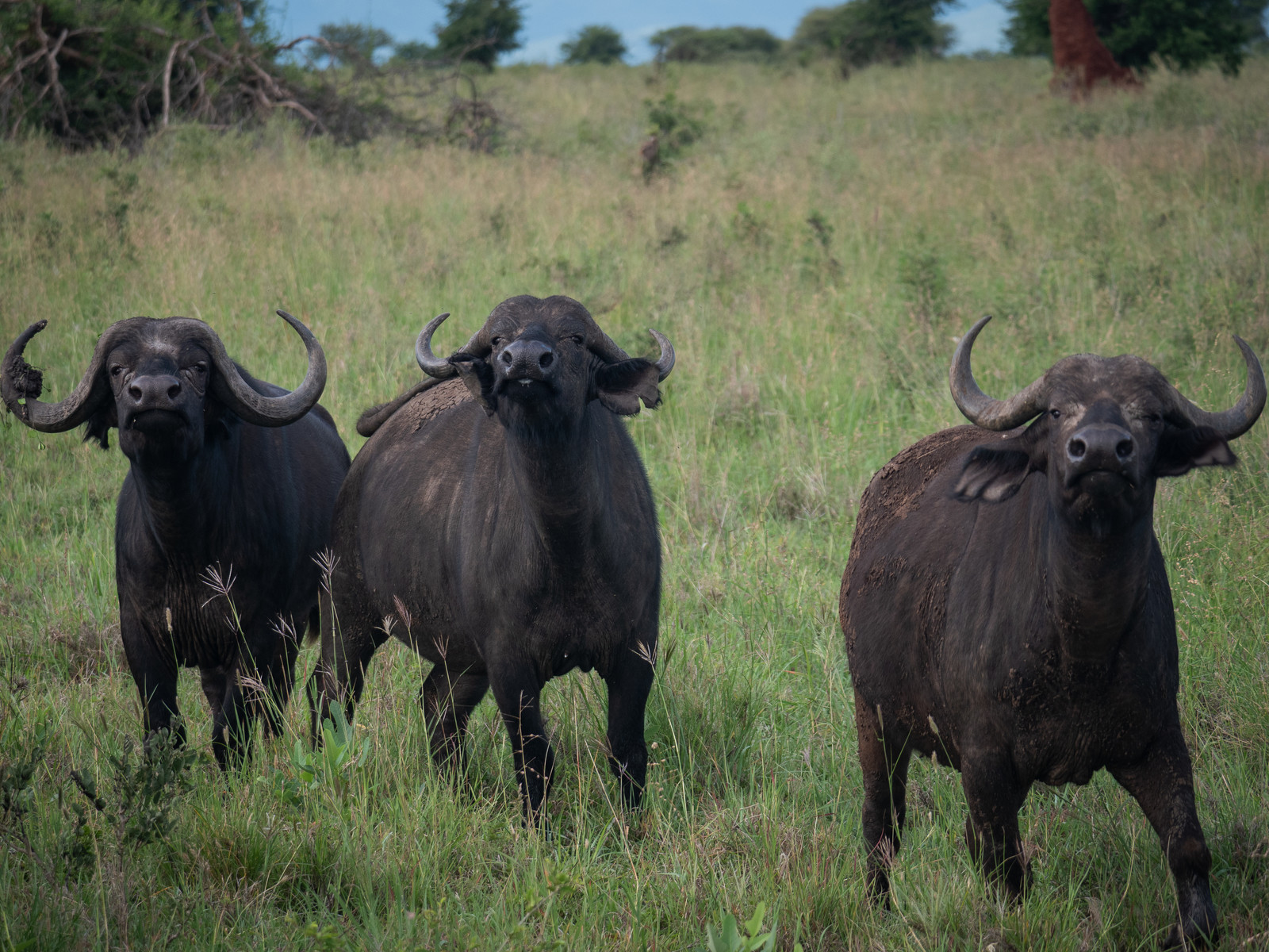 Buffle de Tanzanie