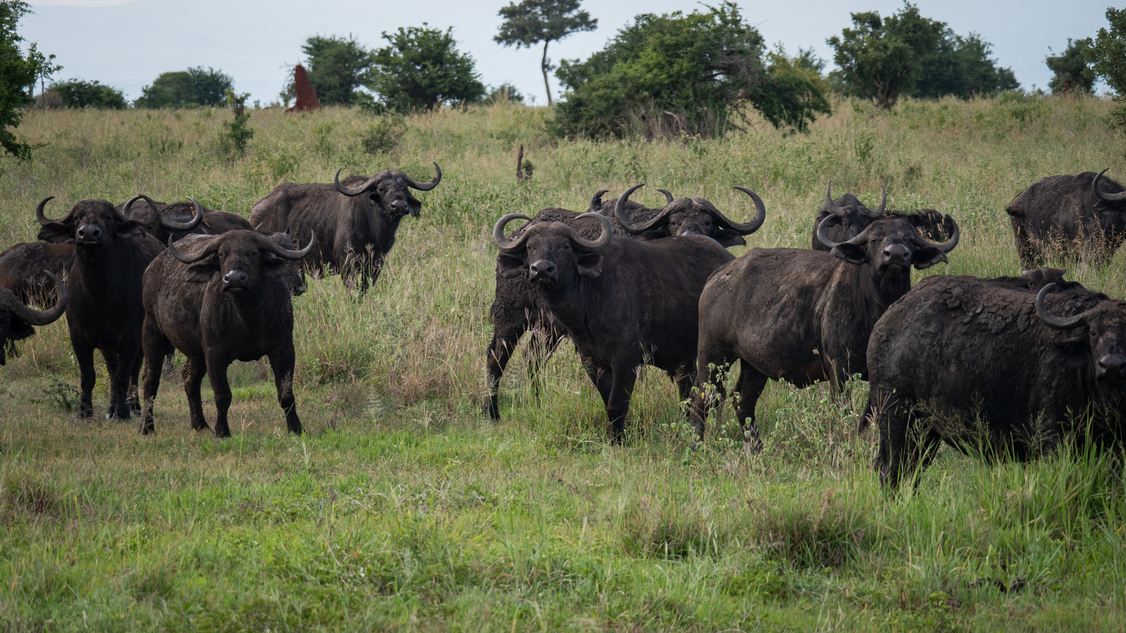 Buffle de Tanzanie