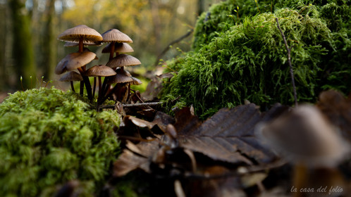 Champignon; Mushroom