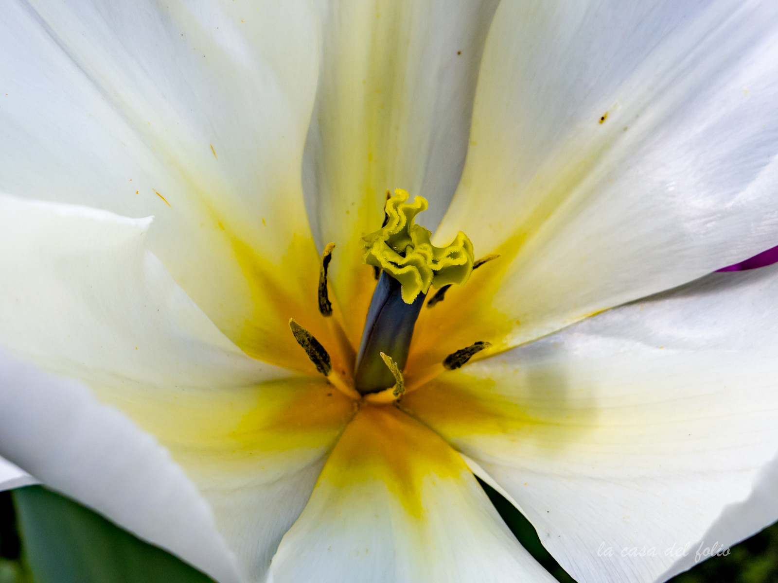 Tulipes des jardins