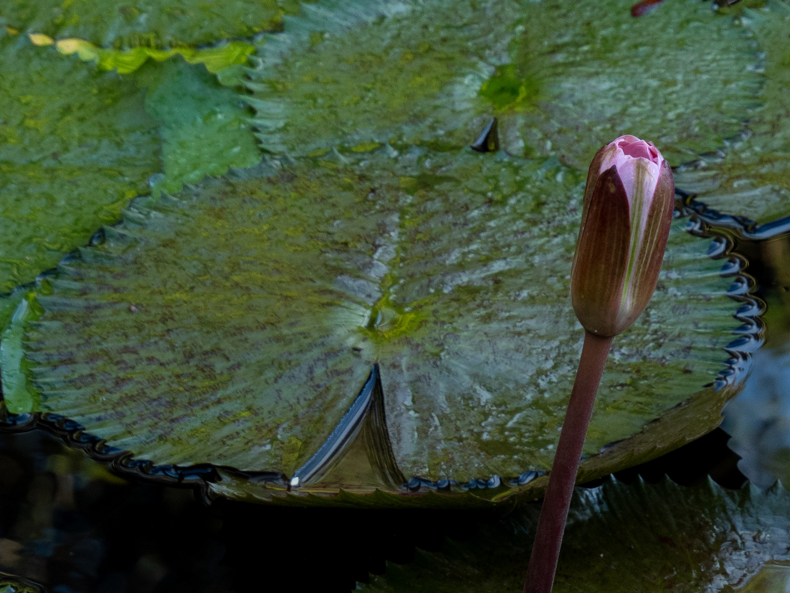 Lotus bleu   Nymphaea nouchali var. caerula