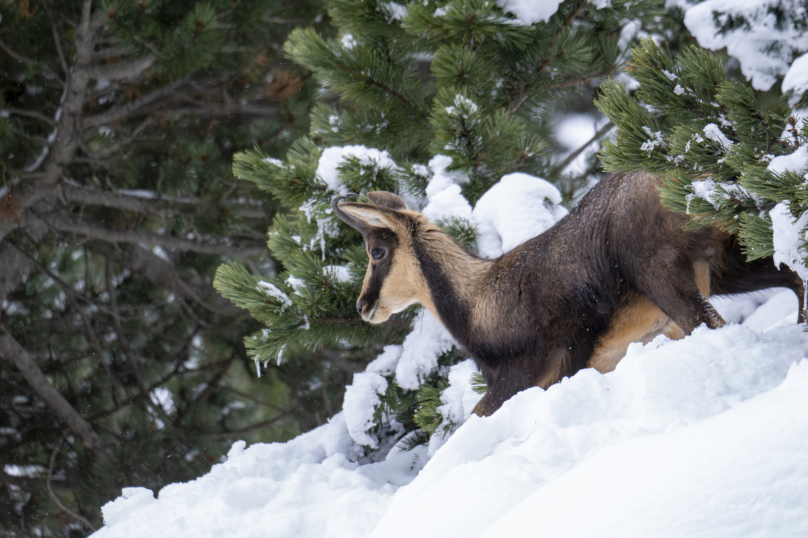 Isard des Pyrénées