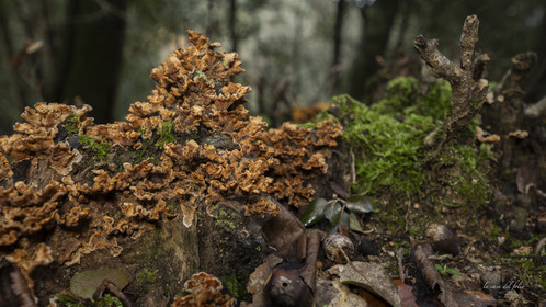 mushroom