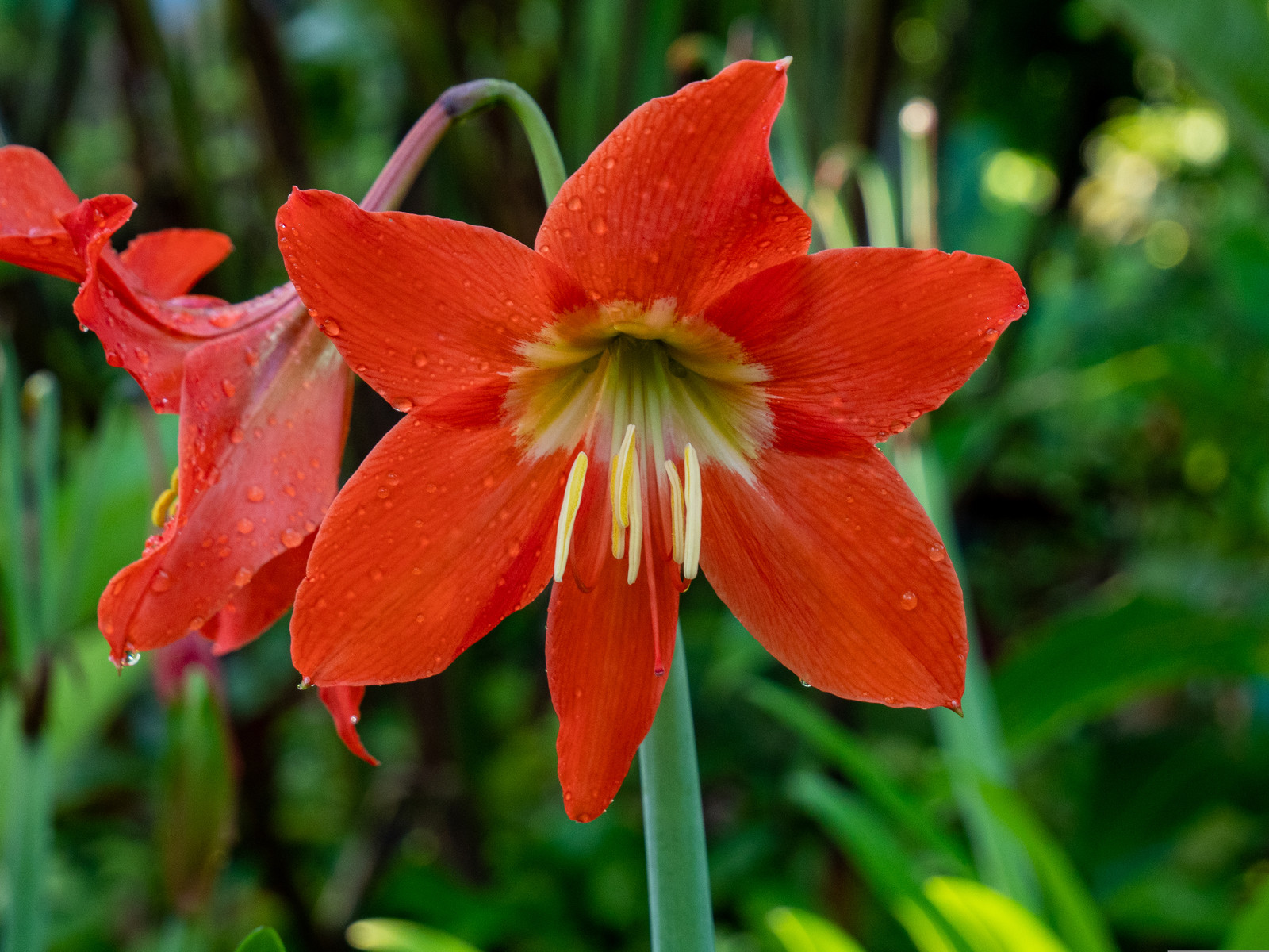 Hippéastre de la reine   Hippeastrum reginae
