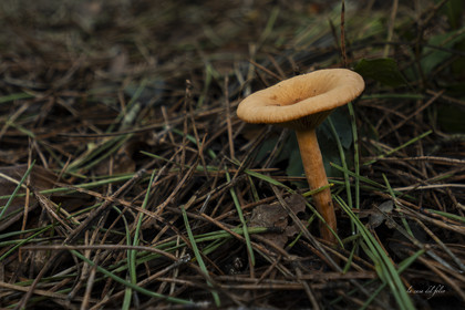 mushroom