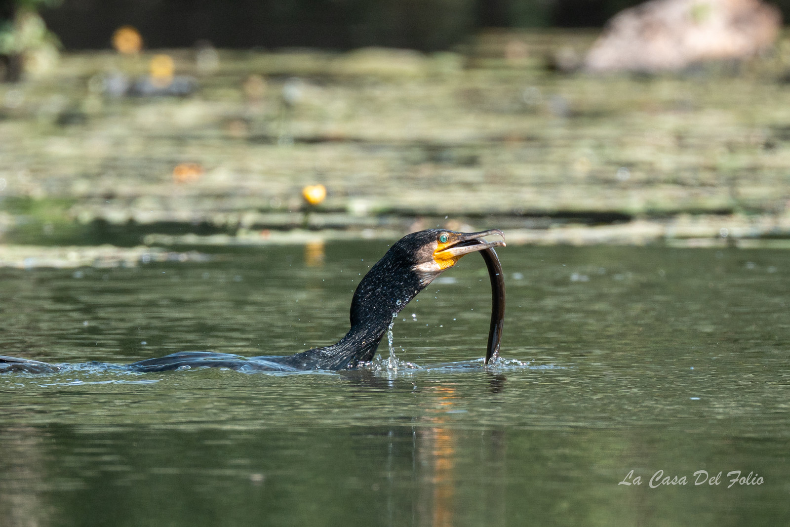 Le Gesvres, La Chapelle-sur-Erdre