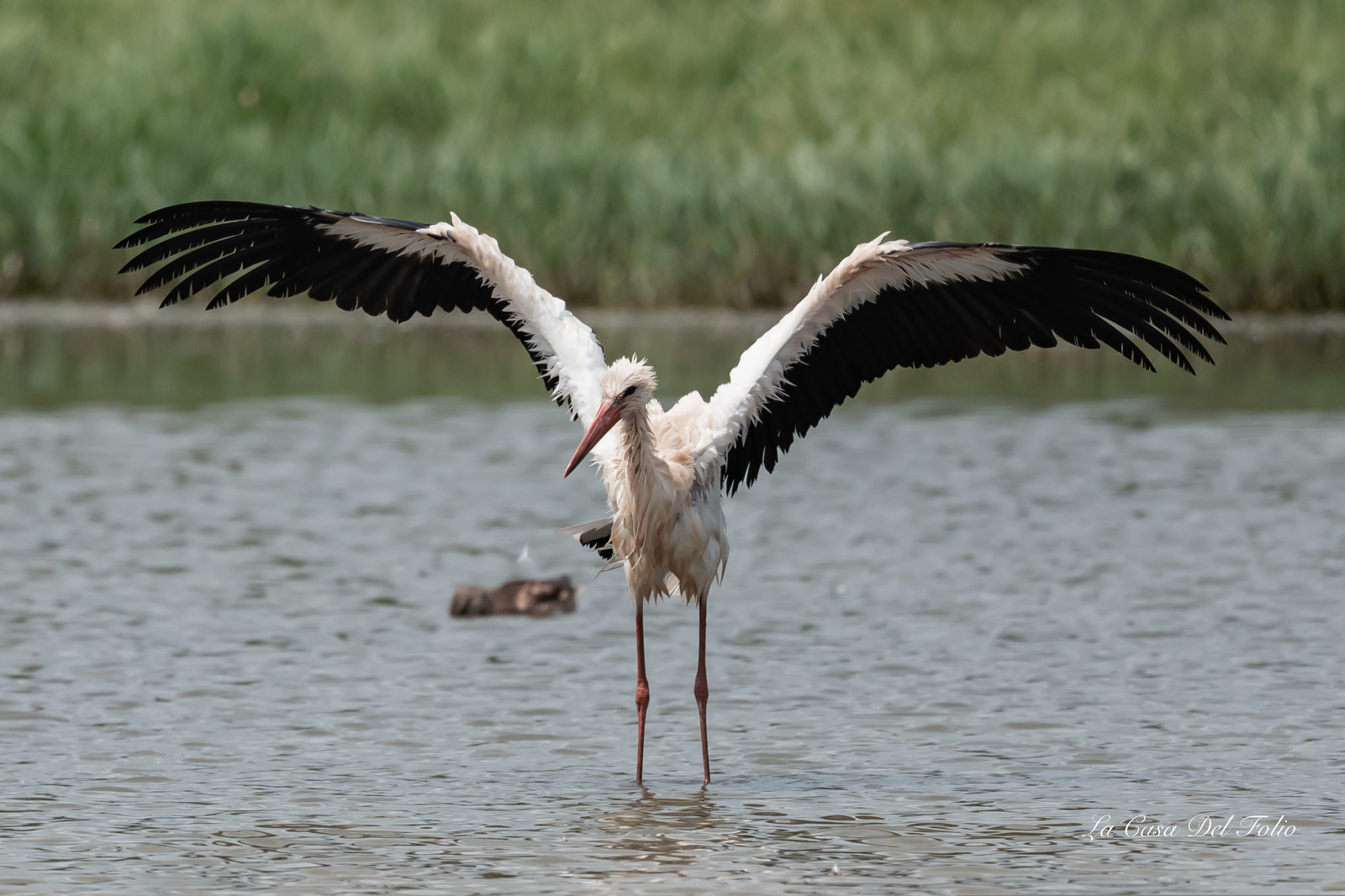 Parc naturel des Aiguamolls