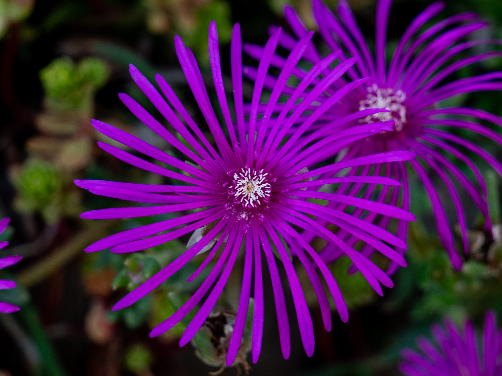 Delosperma cooperi