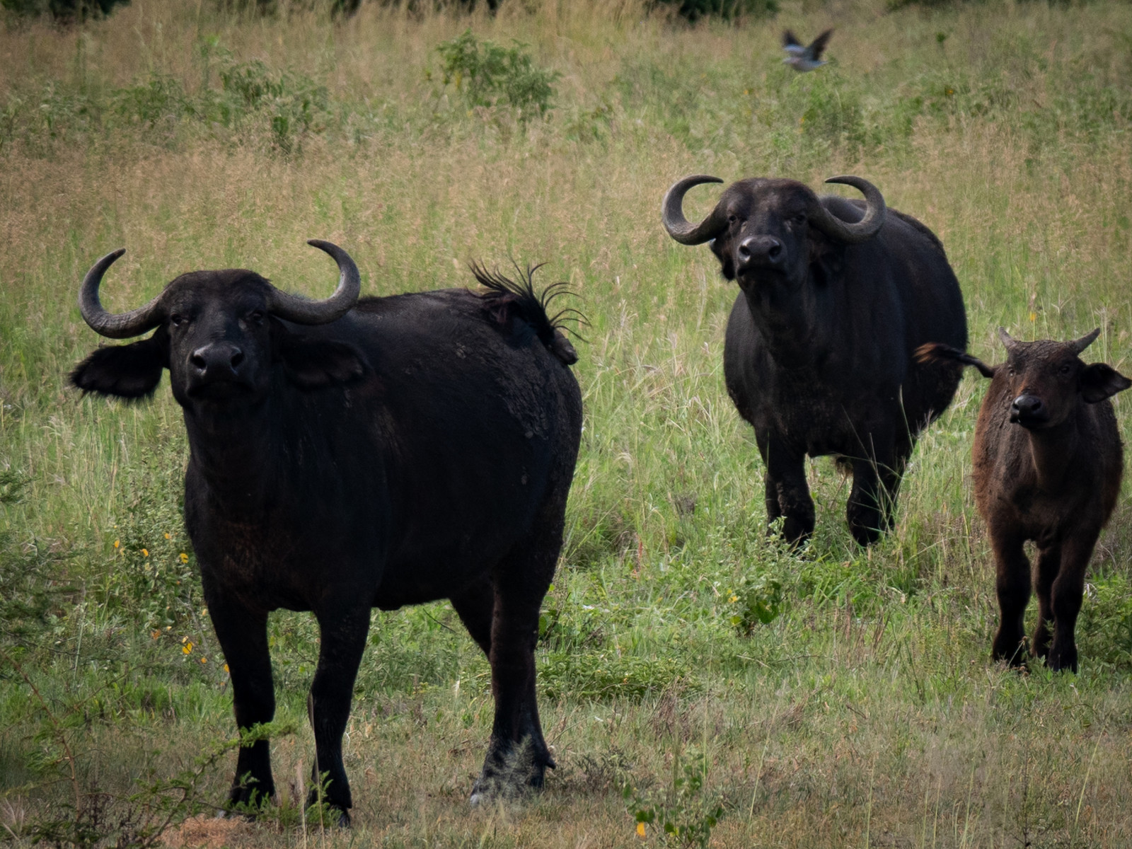Buffle de Tanzanie