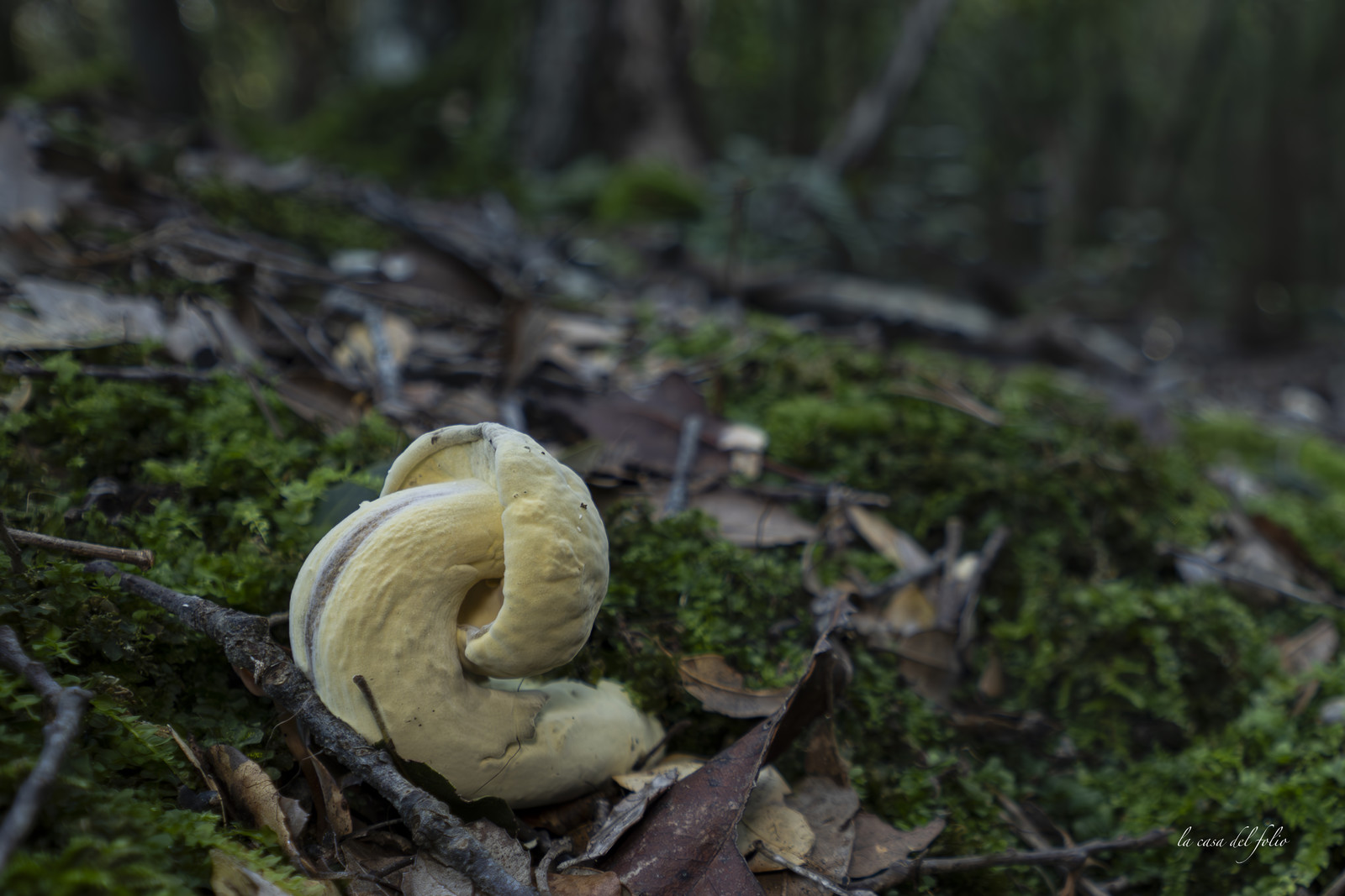 mushroom