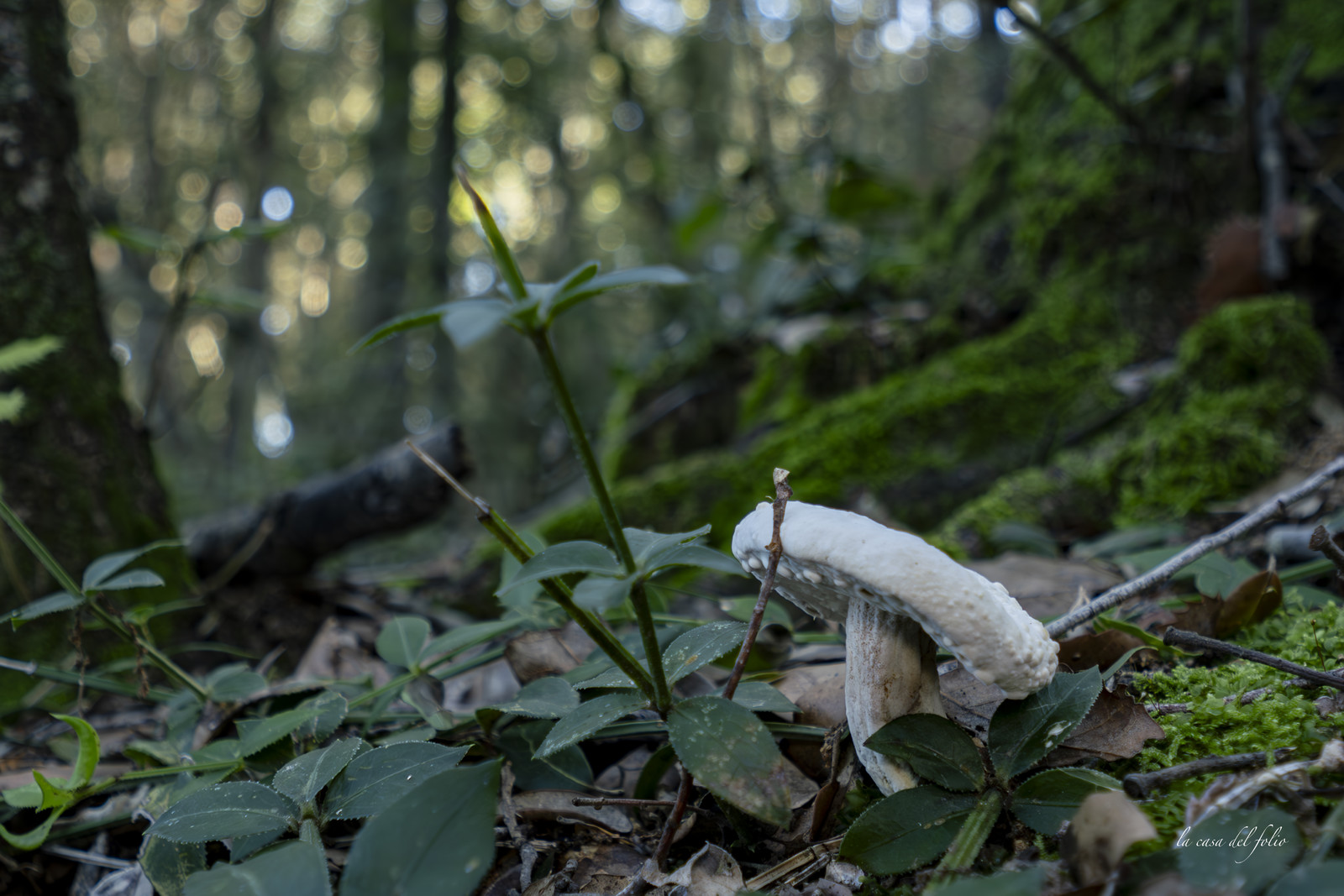 mushroom