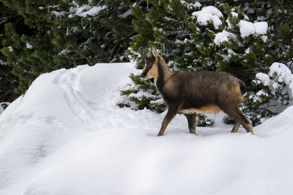 Isard des Pyrénées