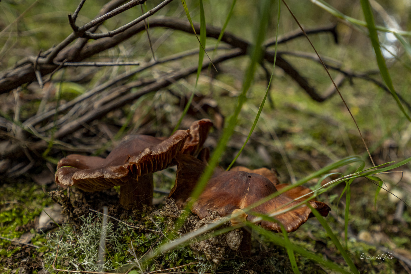 Champignon