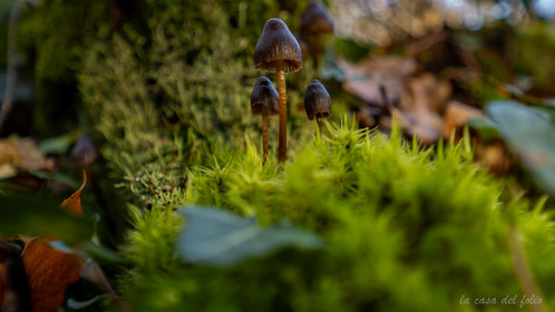 Champignon; Mushroom