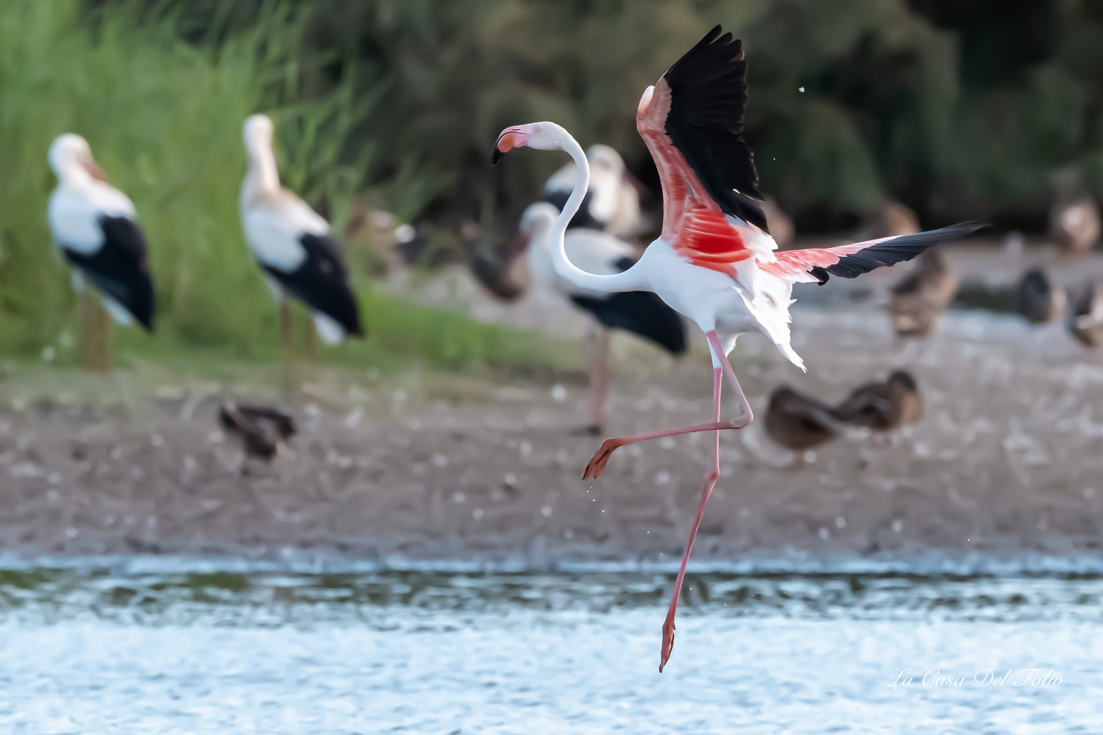 Flament rose , Parc naturel des Aiguamolls, Espagne