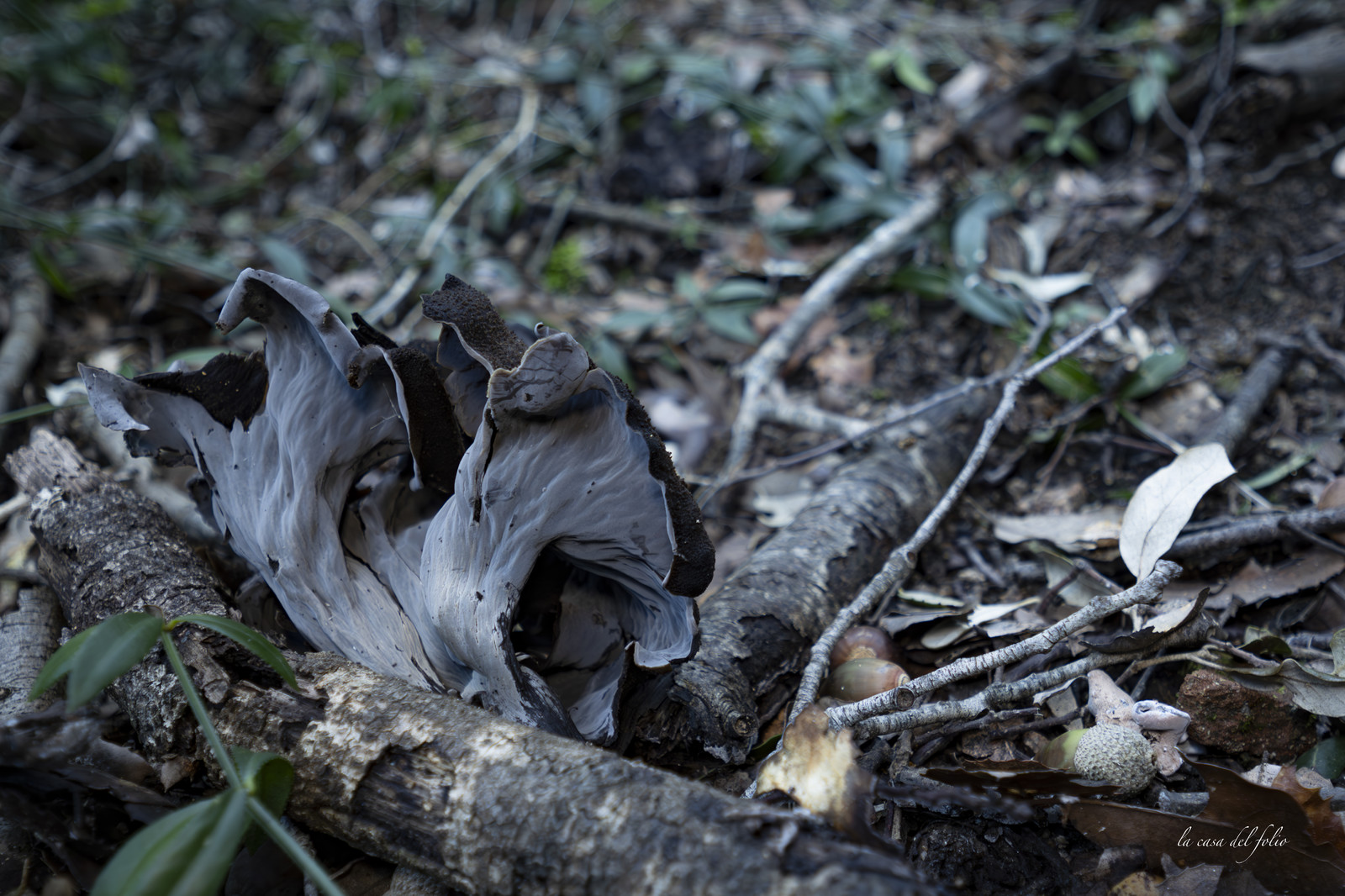 mushroom