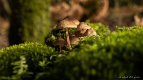 Champignon; Mushroom