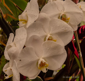 Orchidée