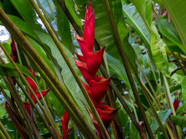 Heliconia metallica