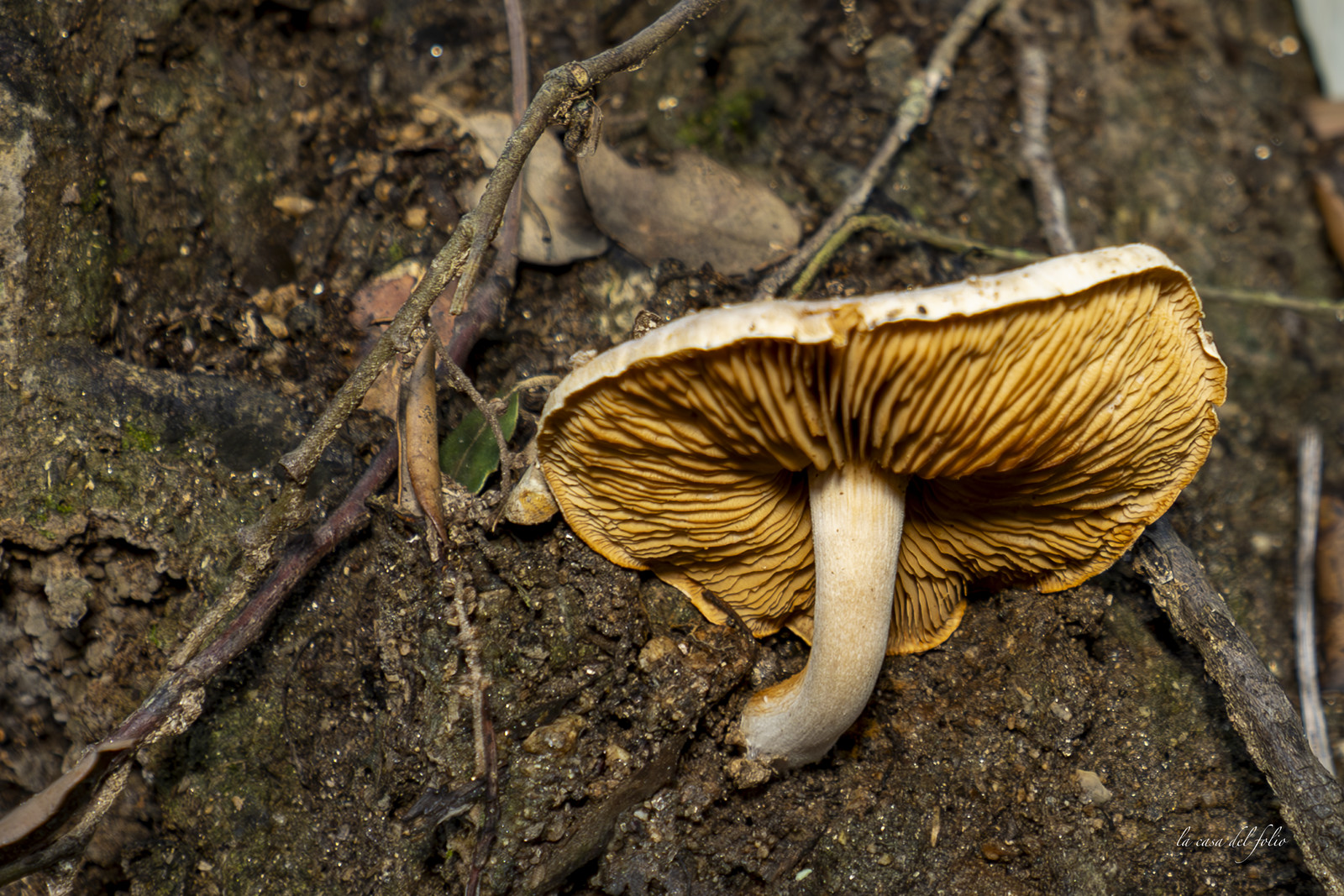 mushroom