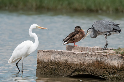 Parc naturel des Aiguamolls