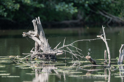 Le Gesvres, La Chapelle-sur-Erdre