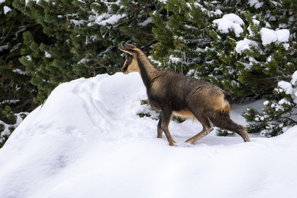 Isard des Pyrénées