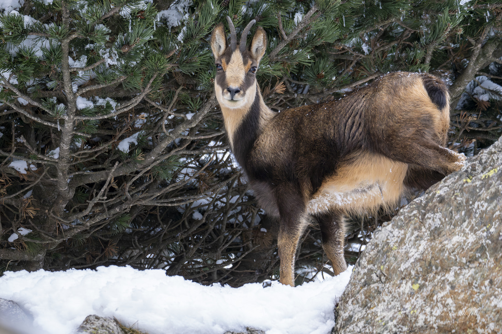 Isard des Pyrénées