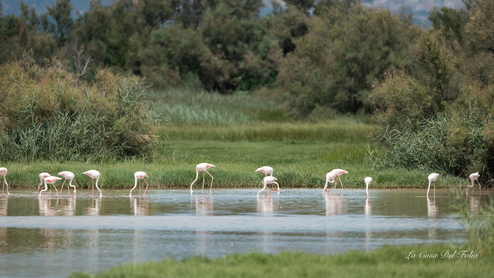 Parc naturel des Aiguamolls