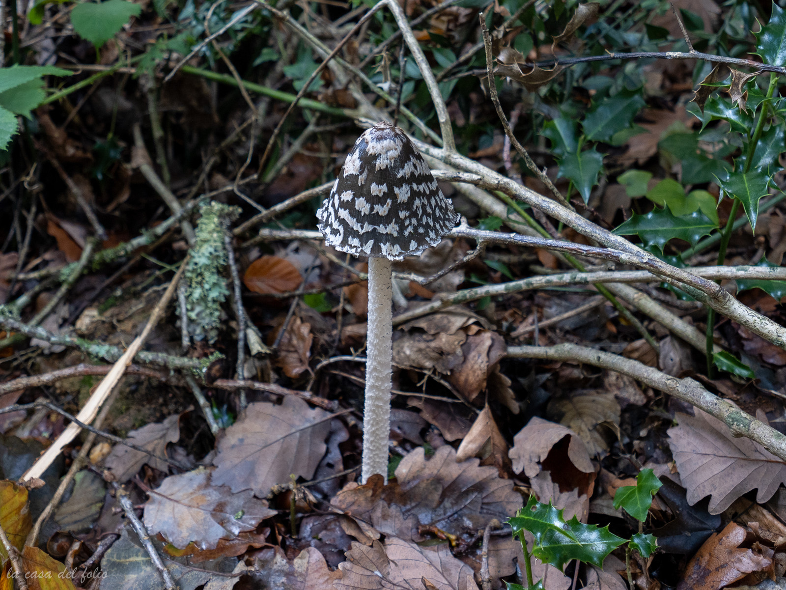 Champignon; Mushroom