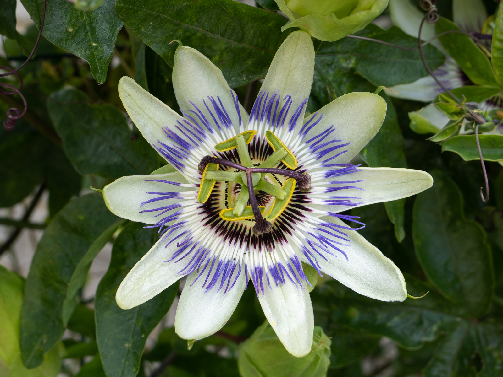 Passiflore bleue