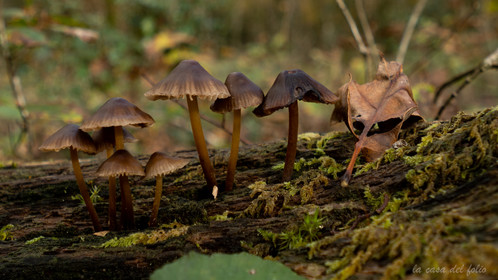 Champignon; Mushroom