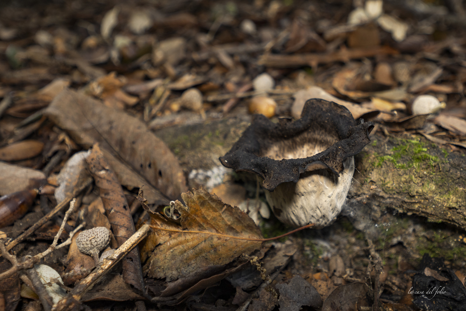 mushroom