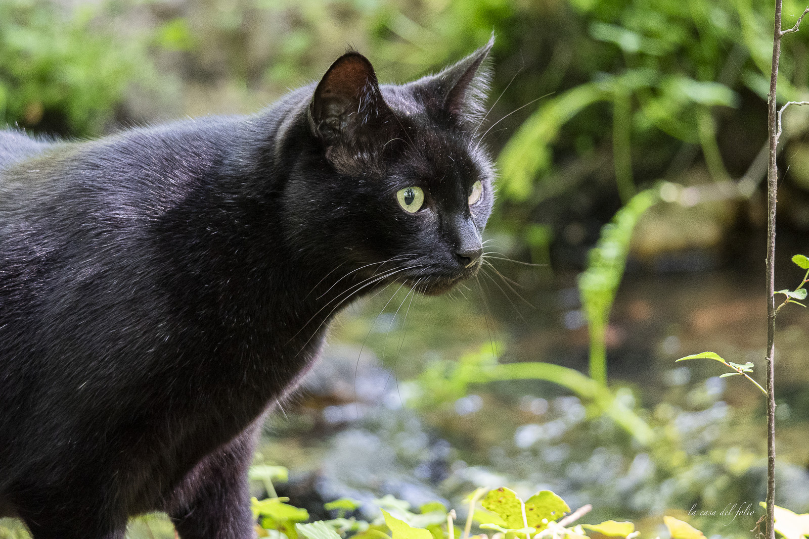 Zazou le chat