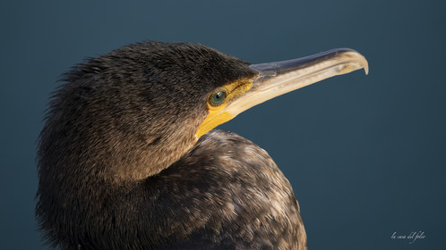 Green-eyeds Cormoran