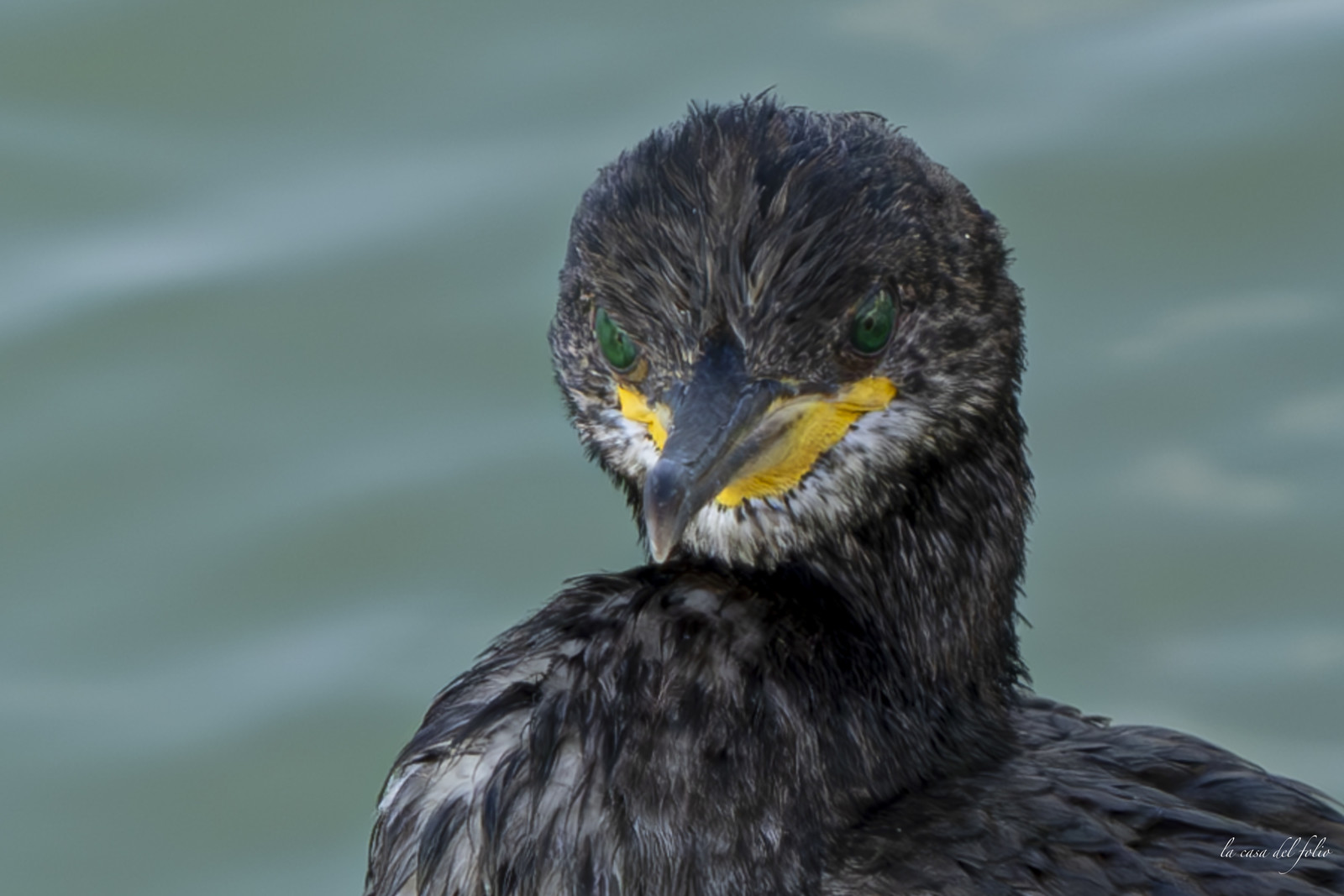 Ptit Cormoran