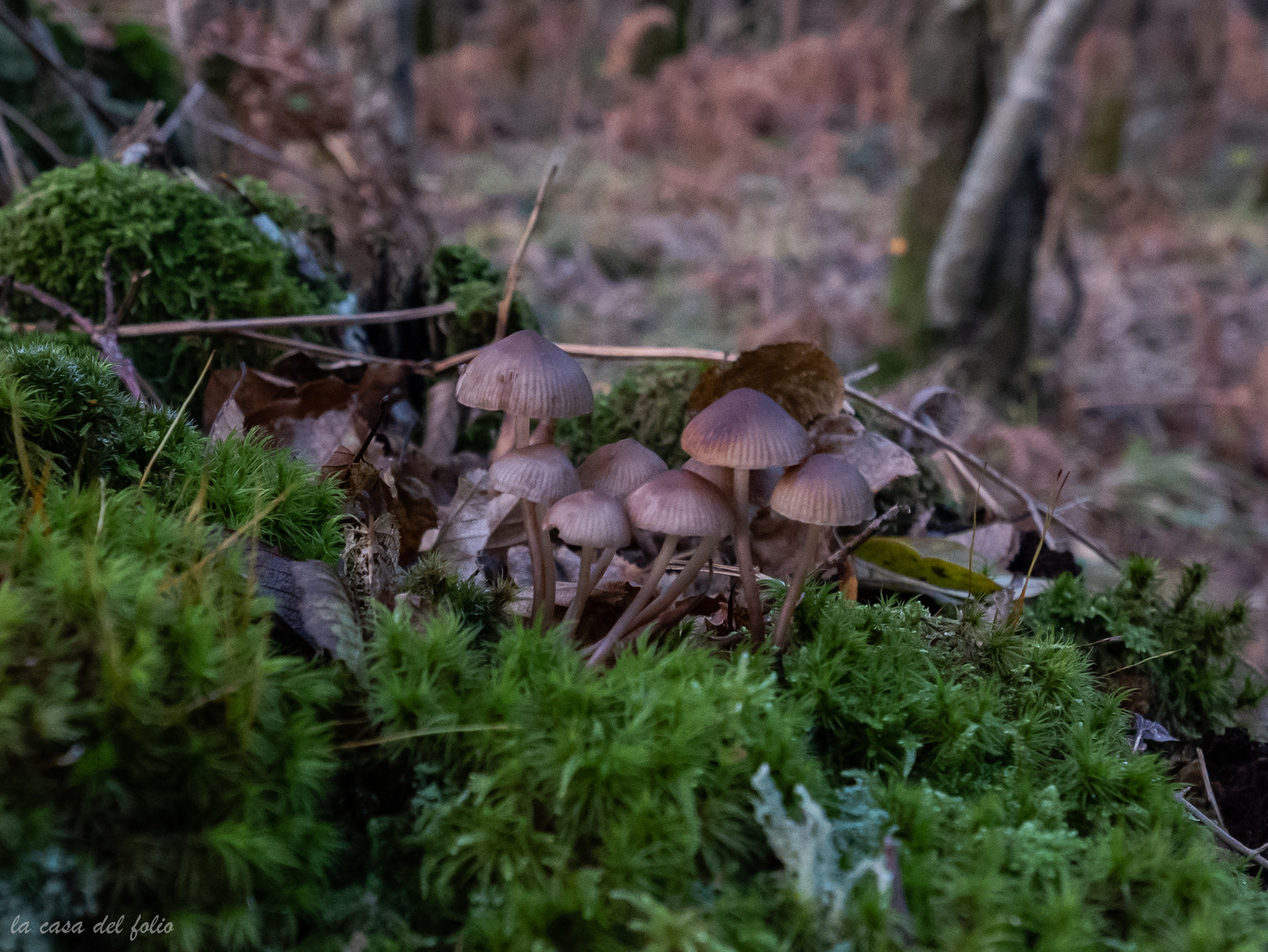 Champignon; Mushroom