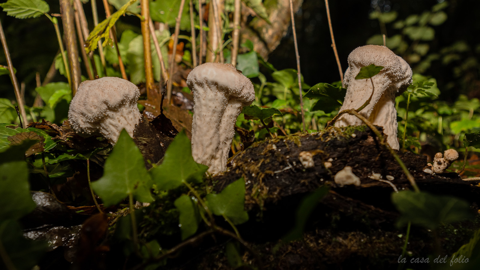 Hypomyces hyalinus