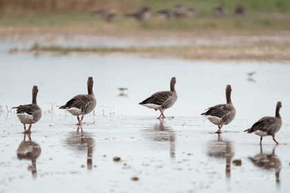 Parc naturel des Aiguamolls