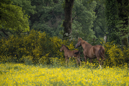 Le printemps