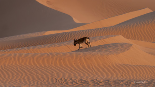 Maroc