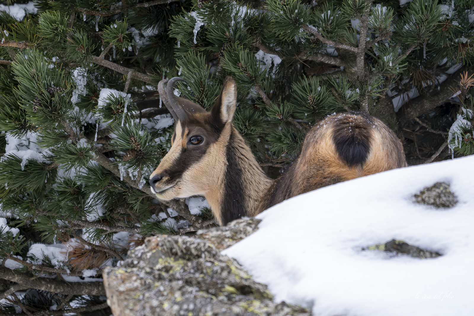 Isard des Pyrénées