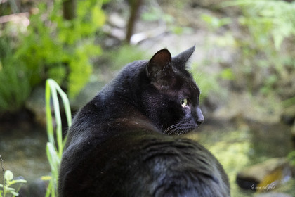 Zazou le chat