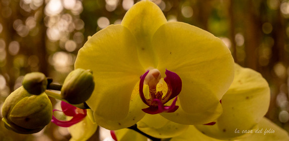 Orchidée