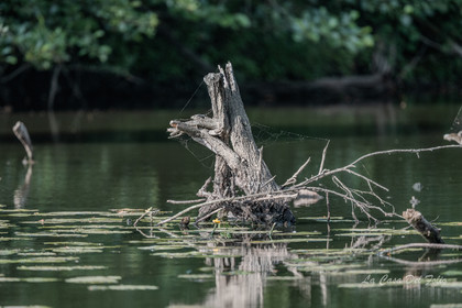 Le Gesvres, La Chapelle-sur-Erdre
