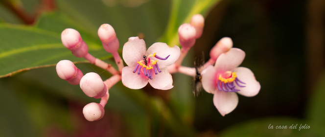 Orchidée
