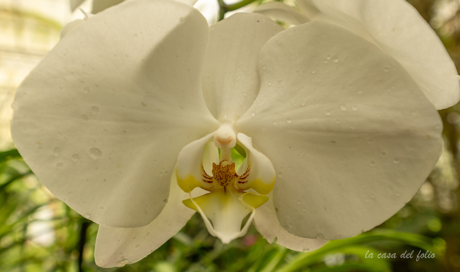 Orchidée