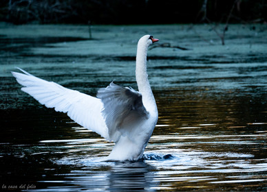 Cygne sauvage