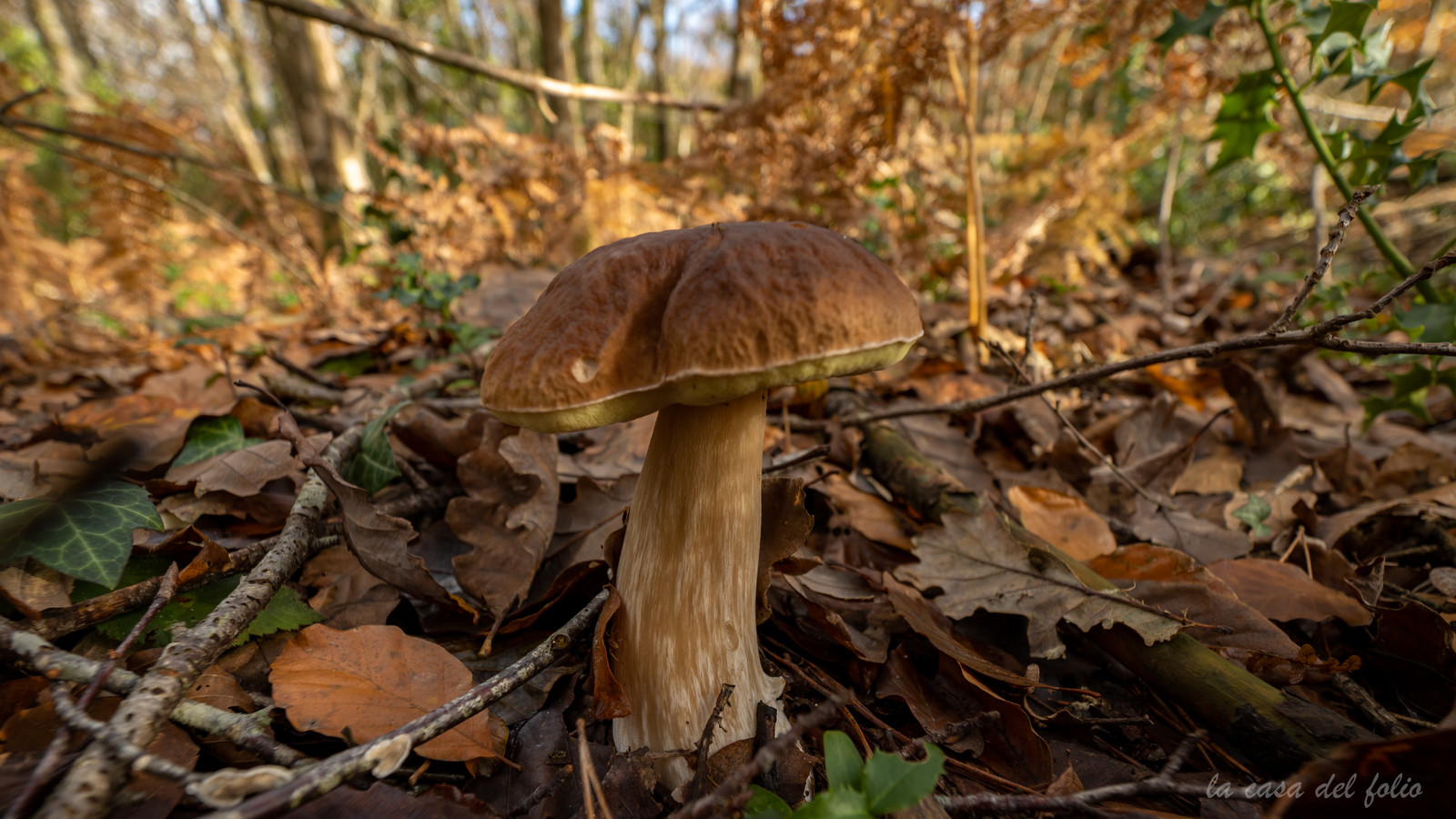 Champignon; Mushroom